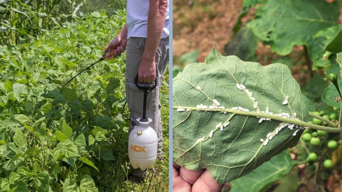 How to Naturally Keep Pests Away From Vegetables