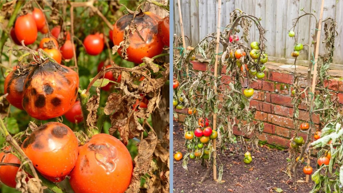 How to Prevent Tomato Blight in Your Garden