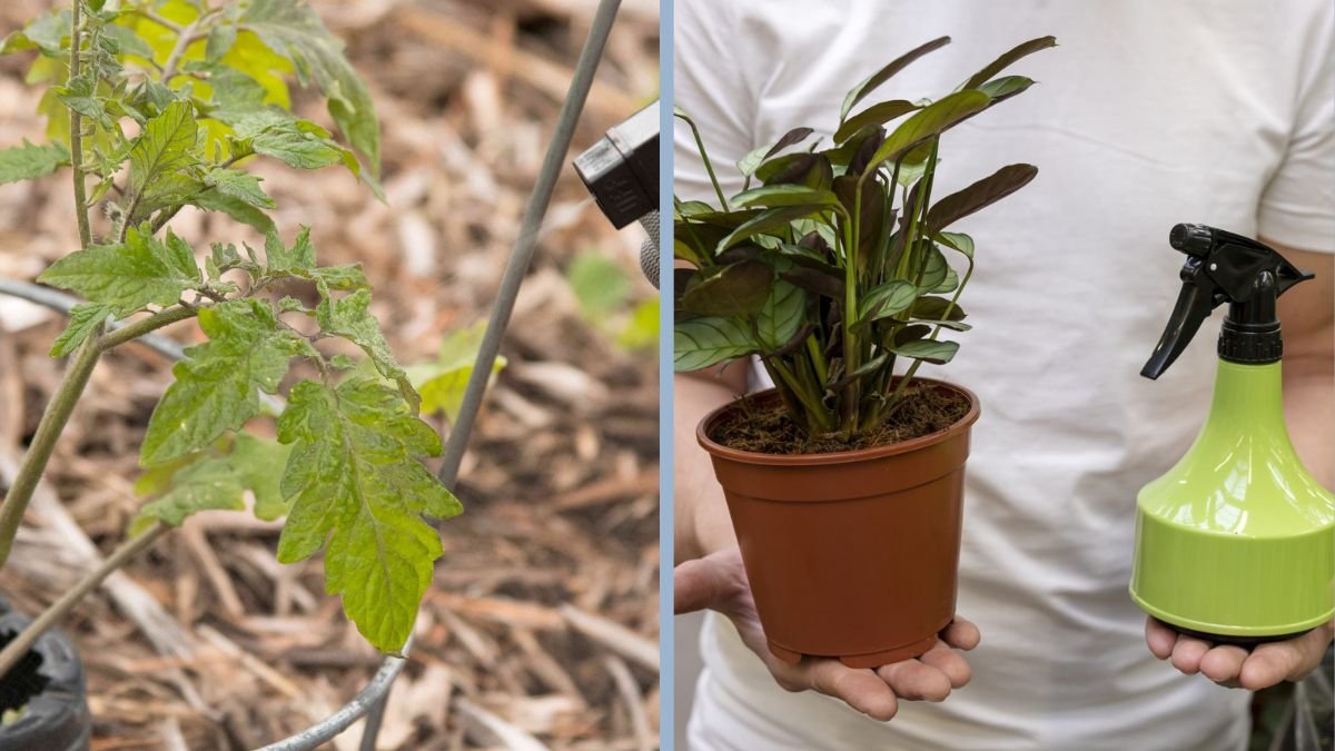 The Best Organic Sprays for Kitchen Gardens