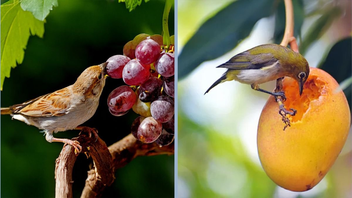 How to Protect Your Fruits From Birds Without Chemicals