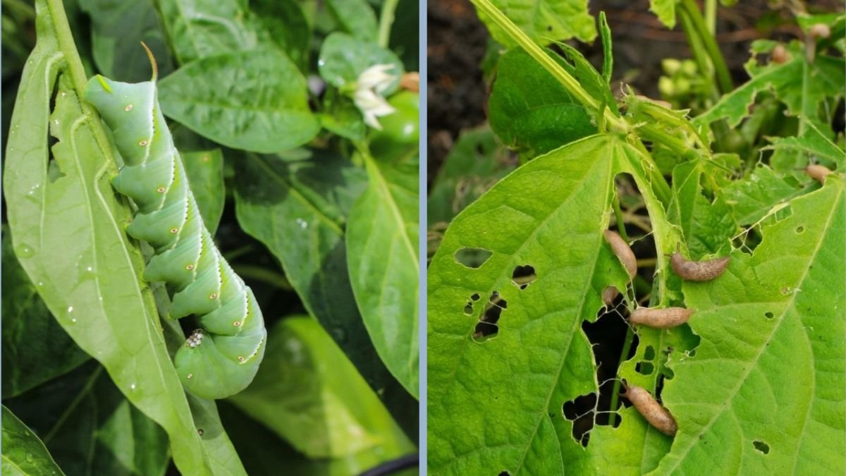 7 Common Vegetable Garden Pests and How to Fix Them