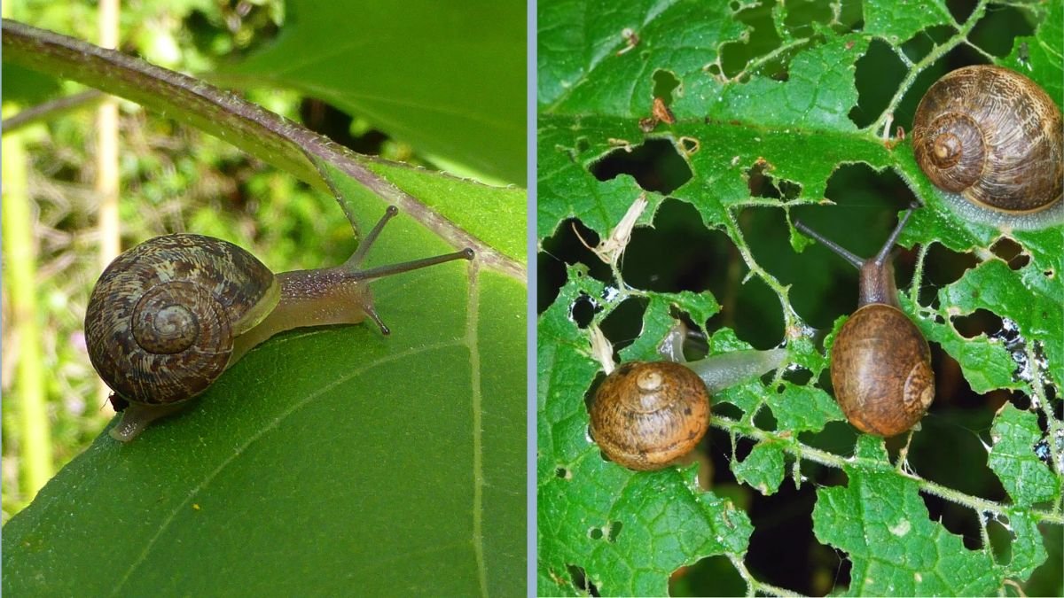 How to Keep Slugs Away From Leafy Greens