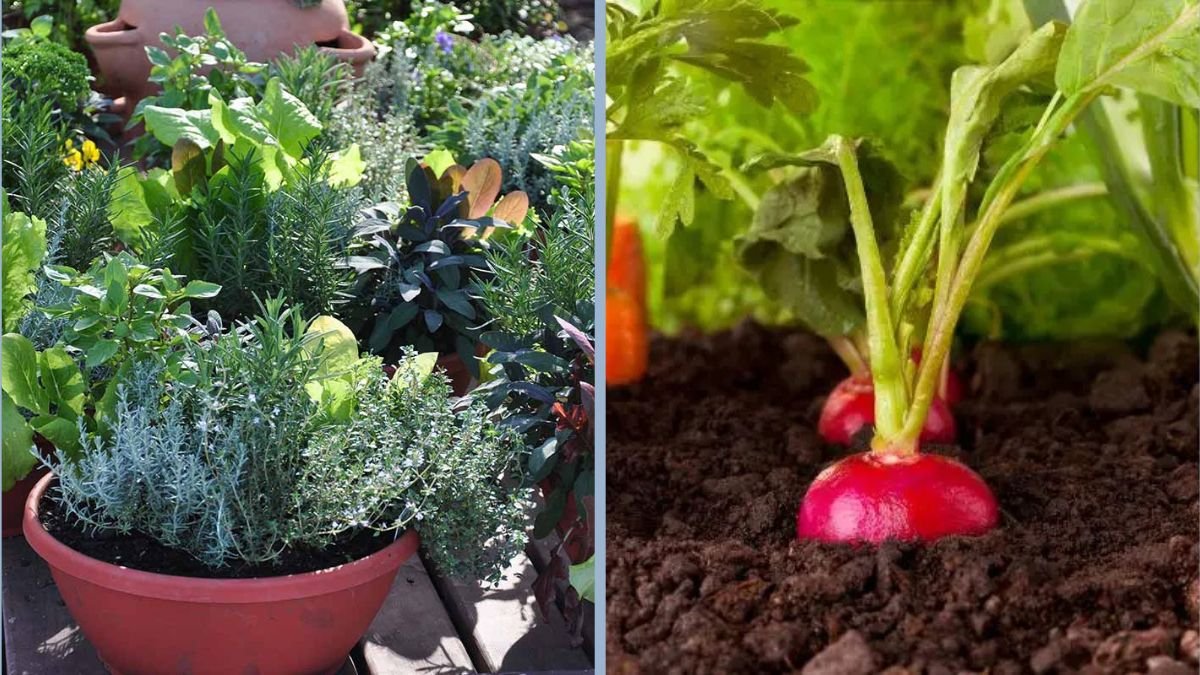 How to Prevent Root Rot in Container Vegetables