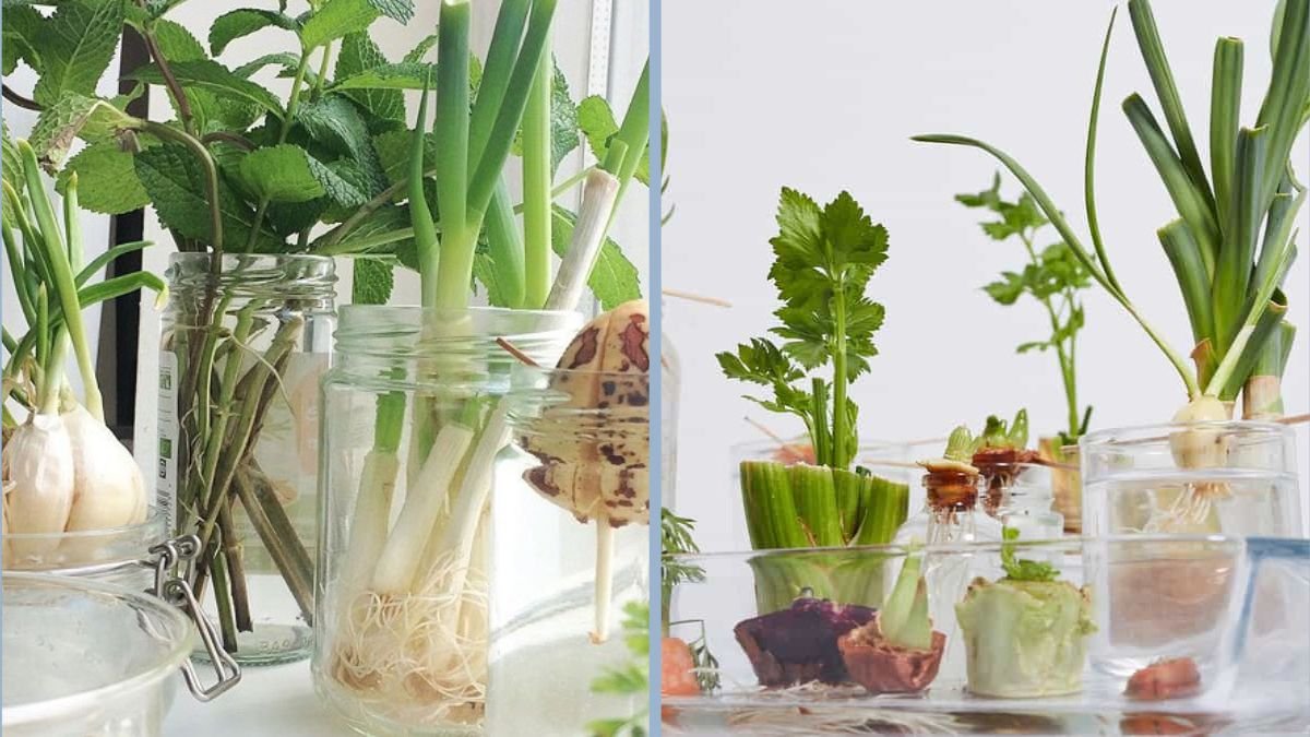 7 Fruits and Vegetables That Regrow From Scraps