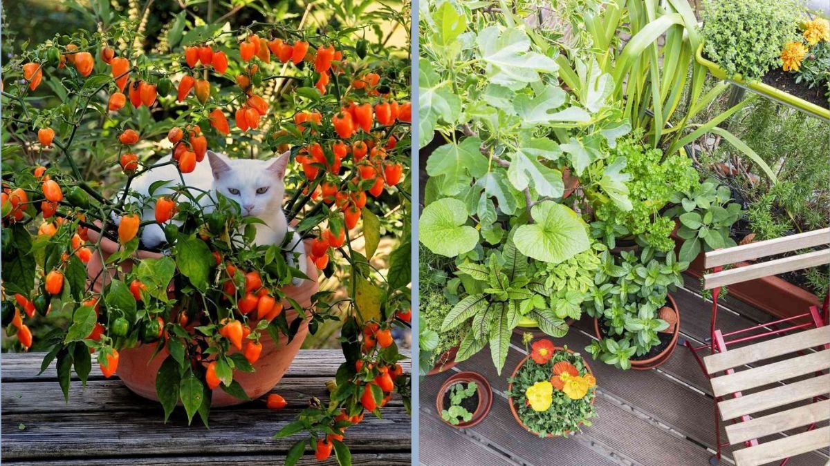 How to Create a Mini Orchard on Your Balcony