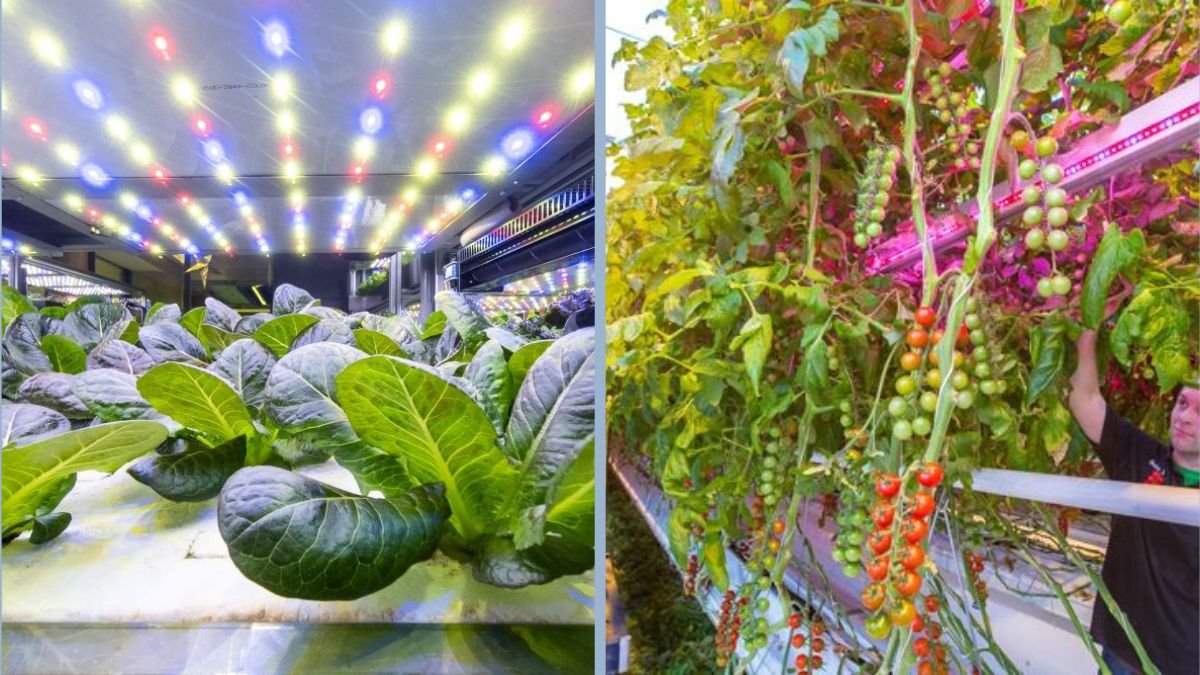 The Best Indoor Lighting for Growing Vegetables
