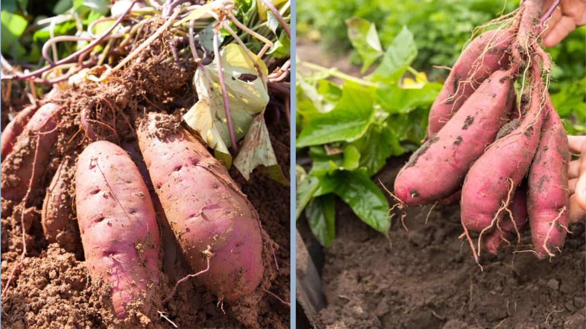 How to Grow Sweet Potatoes in Containers