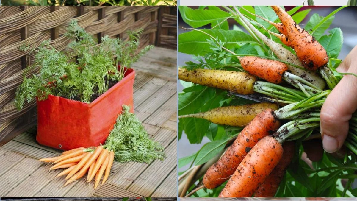 Miniature Carrots You Can Grow in Containers