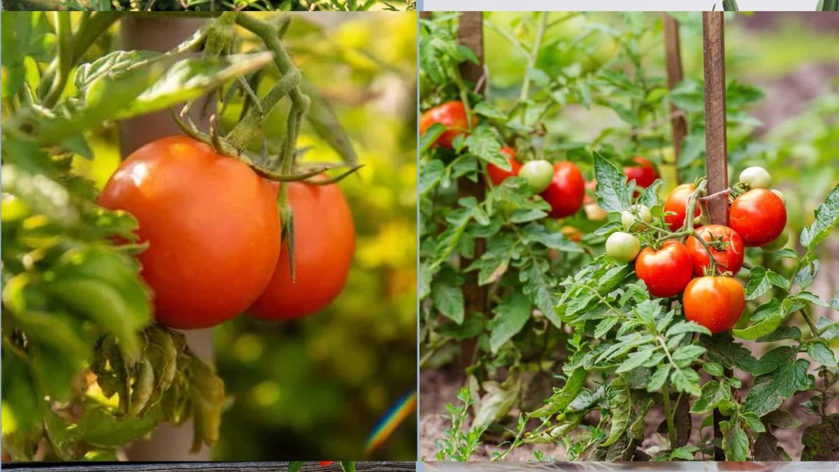 How to Start a Tomato Plant from Kitchen Scraps