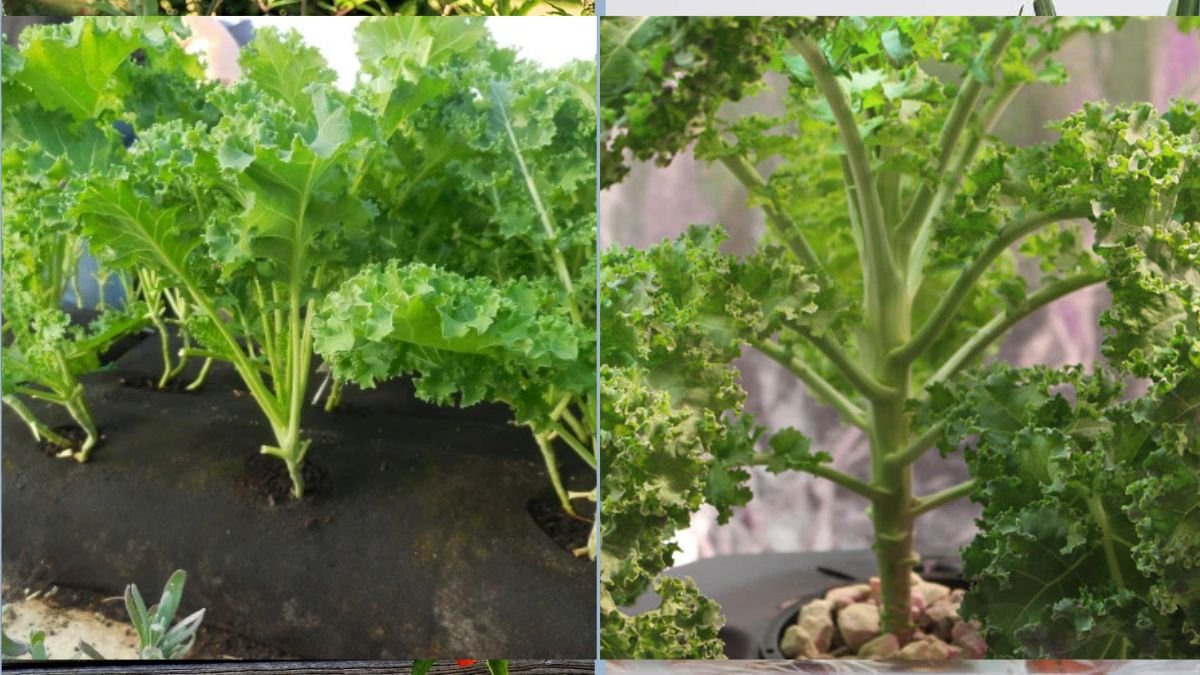 Growing Kale in Small Indoor Spaces