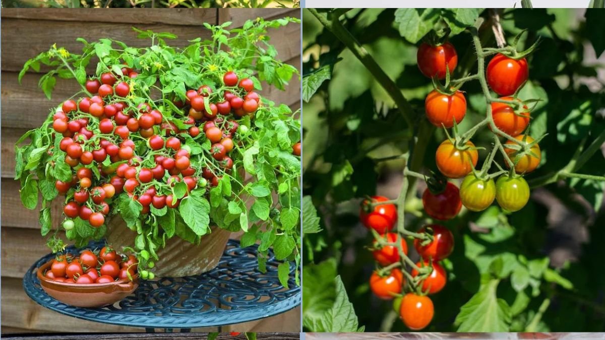 Cherry Tomatoes: Perfect for Small Gardens