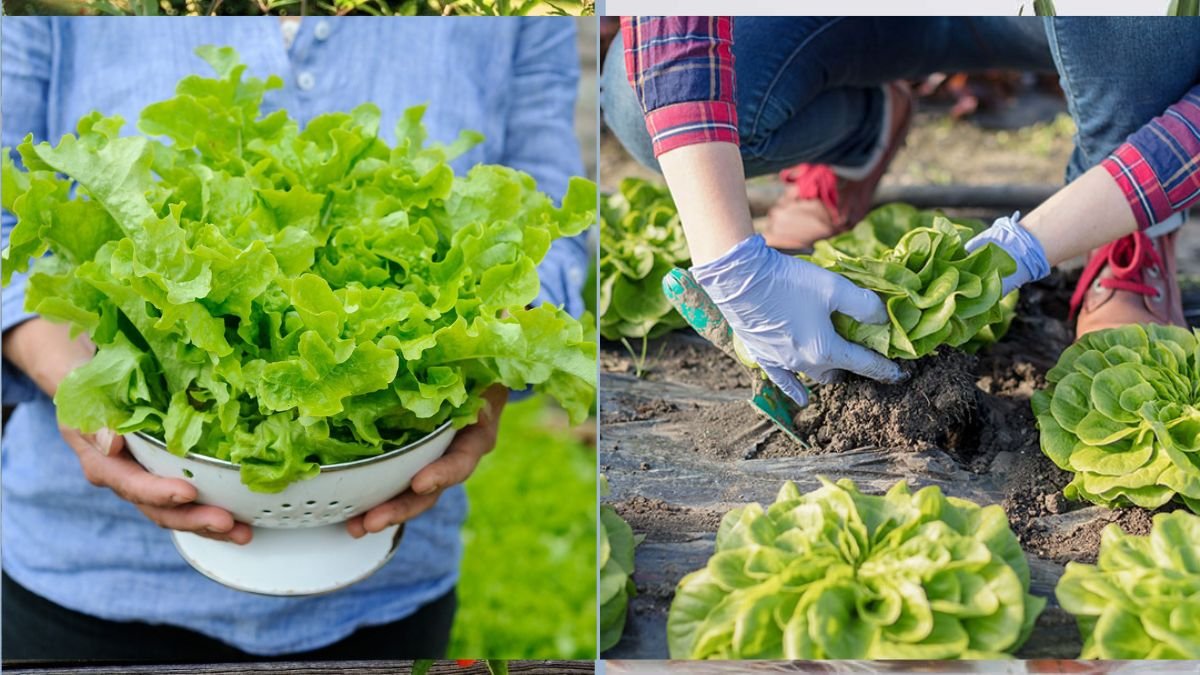 How to Grow Lettuce All Winter Long