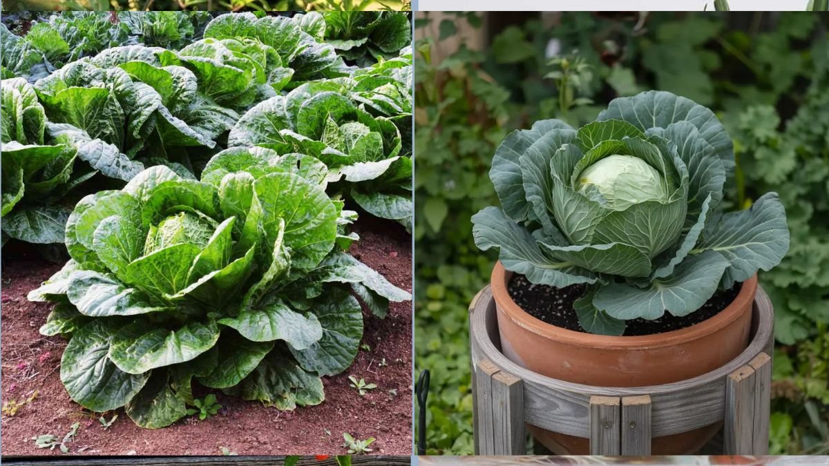 Cabbage That Thrives in a Container Garden