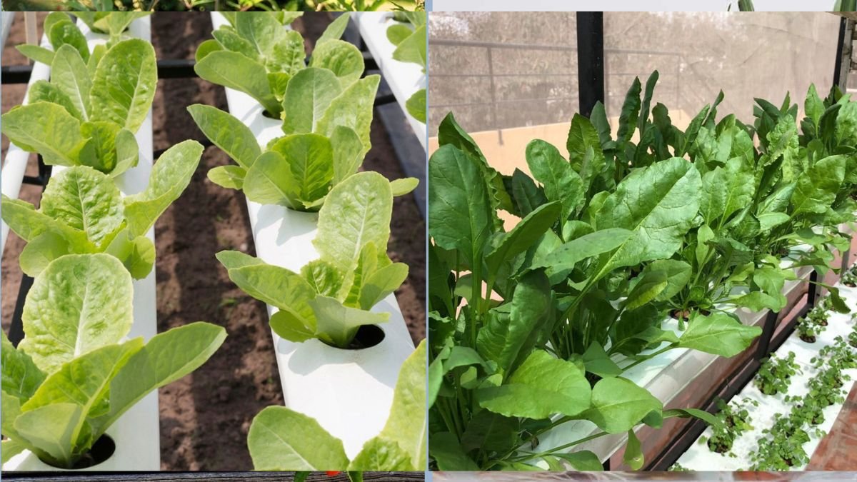 Growing Spinach Indoors for Daily Salads
