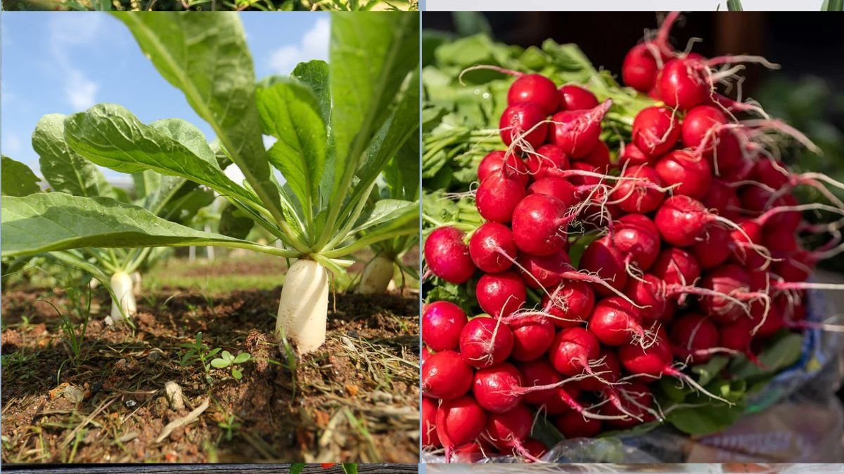 How to Plant and Harvest Radishes Quickly
