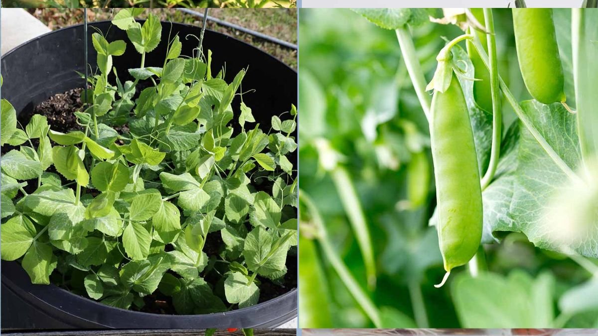 Pea Plants You Can Grow on a Balcony