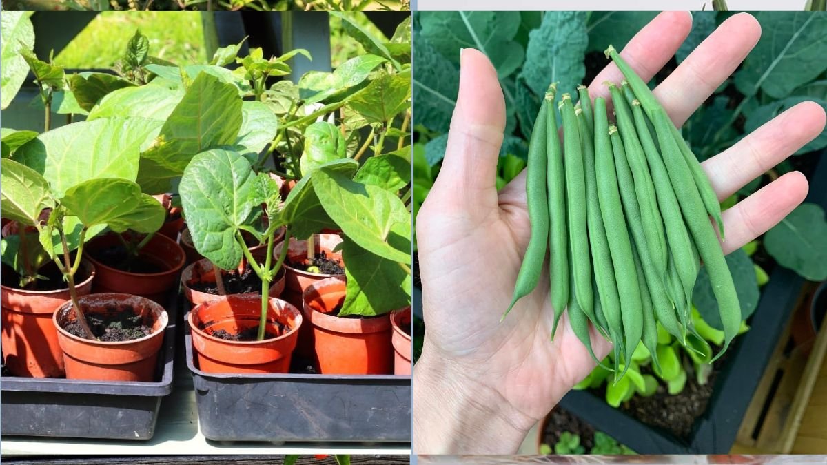 Homegrown Beans in Pots: Easy Tips