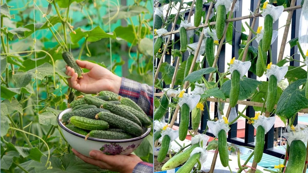 Cucumbers for Tiny Balconies: Step-by-Step