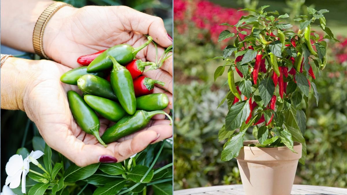 Compact Peppers for Kitchen Counter Gardens