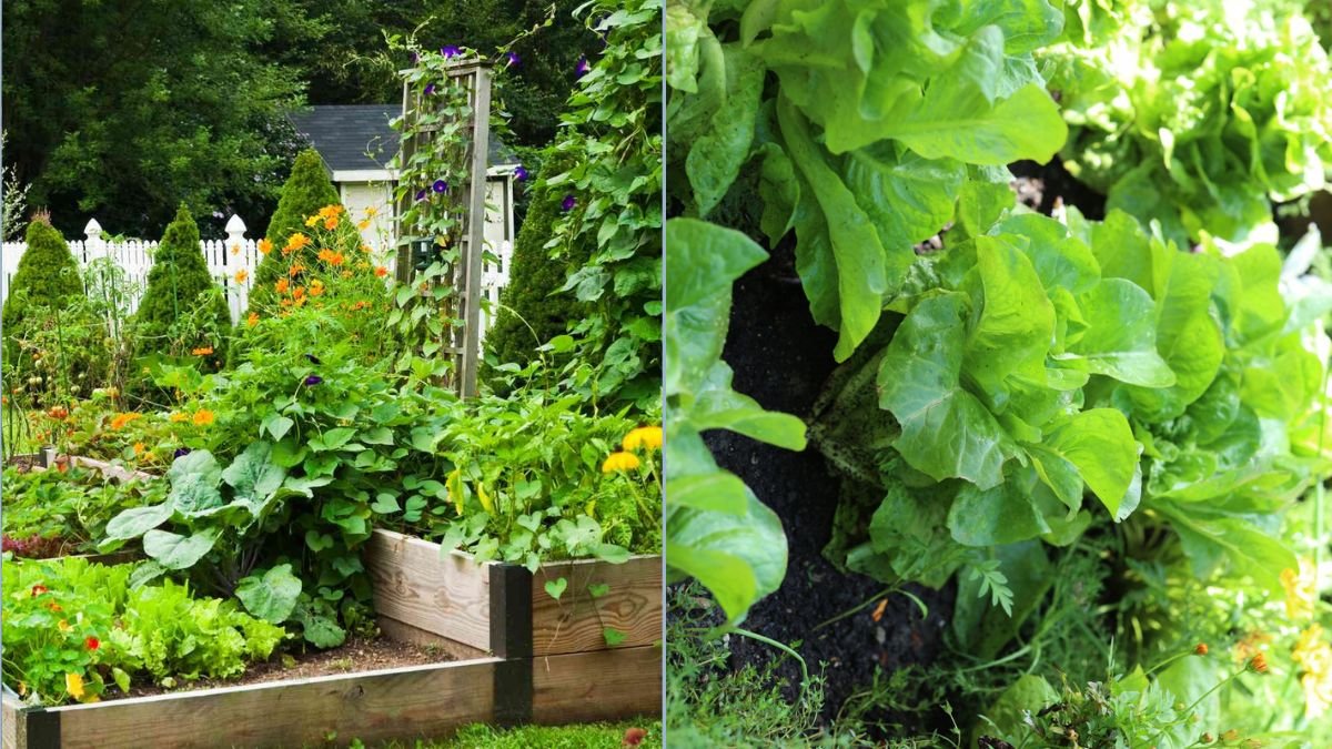 Growing Leafy Greens in Shaded Spaces
