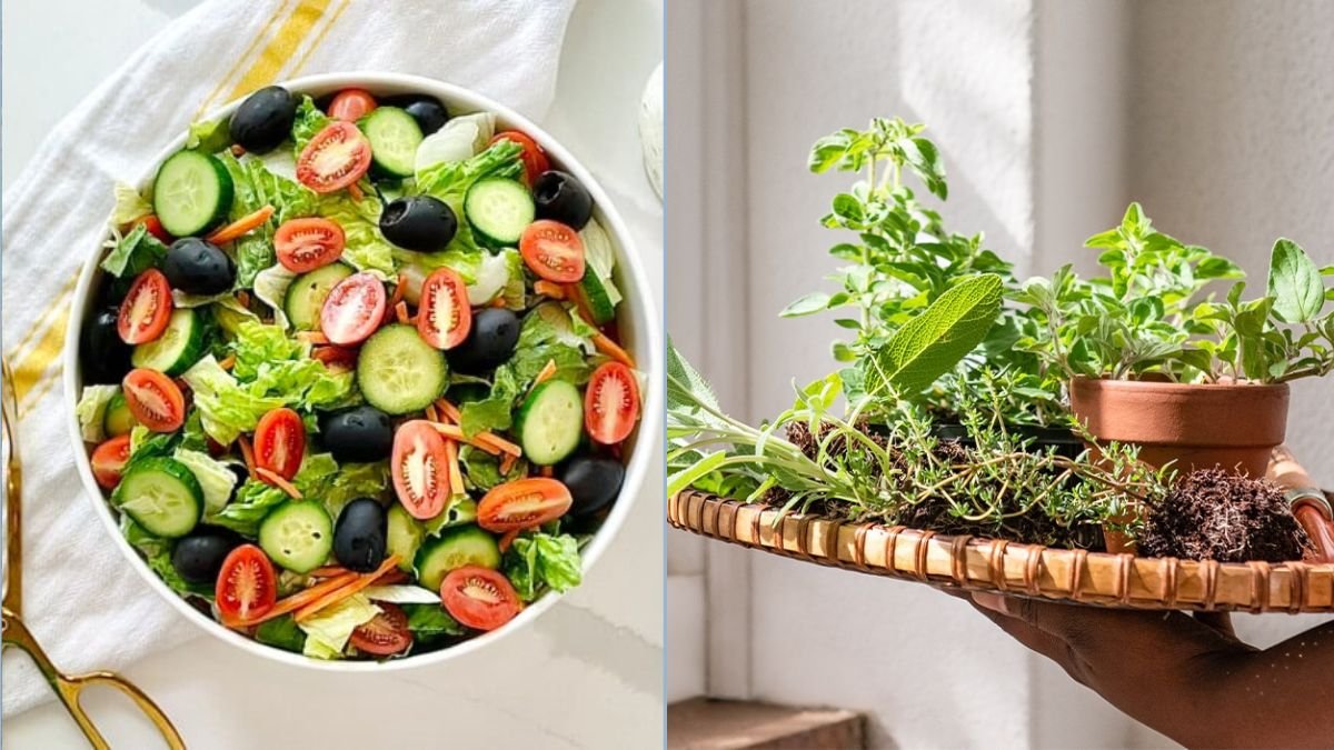Indoor Gardening for Fresh Salad Ingredients