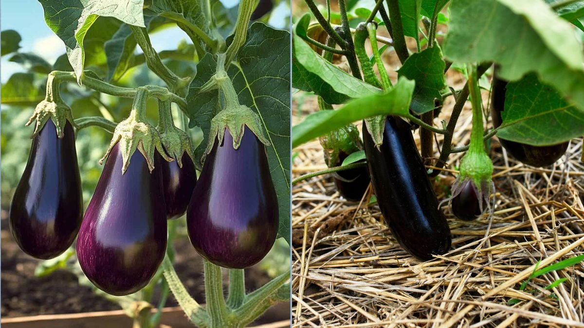 How to Grow Eggplants in Small Pots