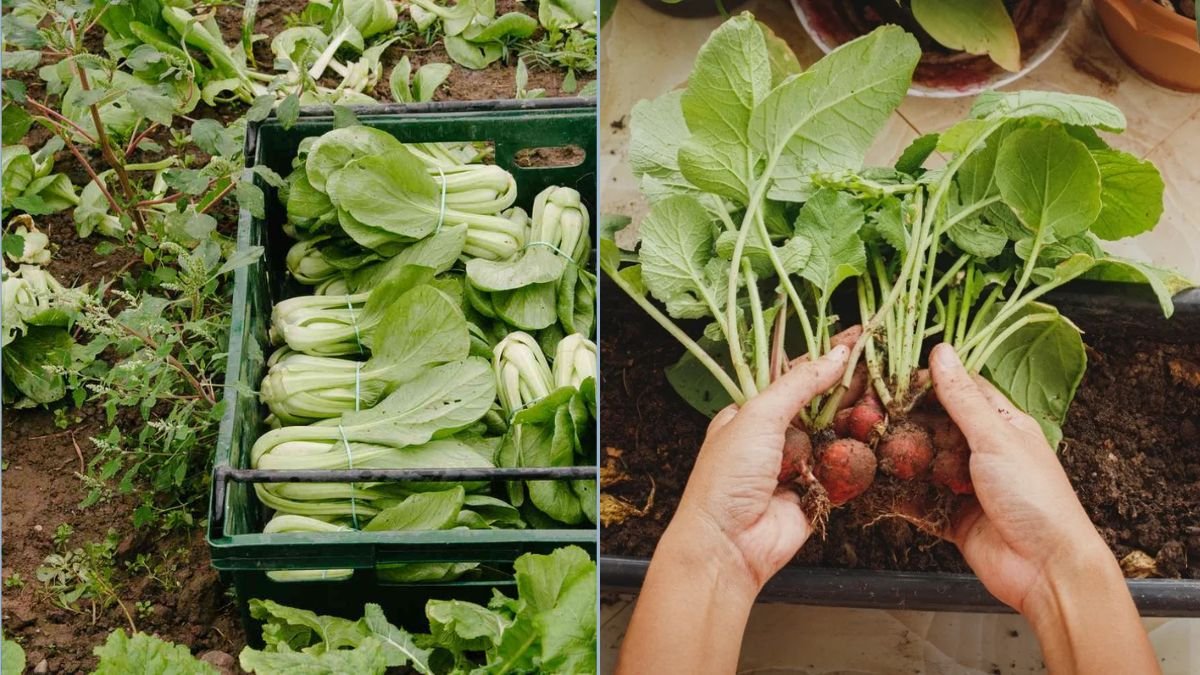 Quick Harvest Vegetables for Busy People
