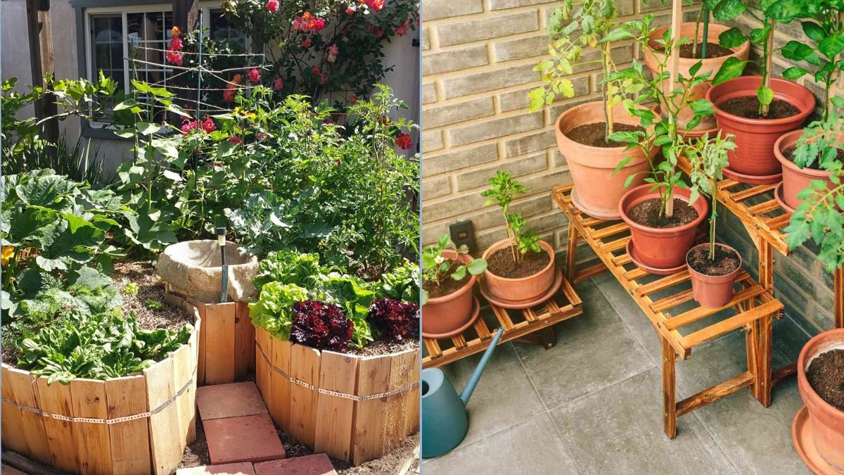 How to Create a Mini Veggie Patch Indoors