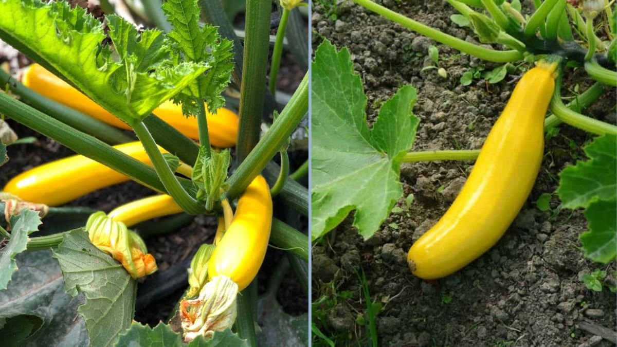 How to Preserve Summer Squash Easily