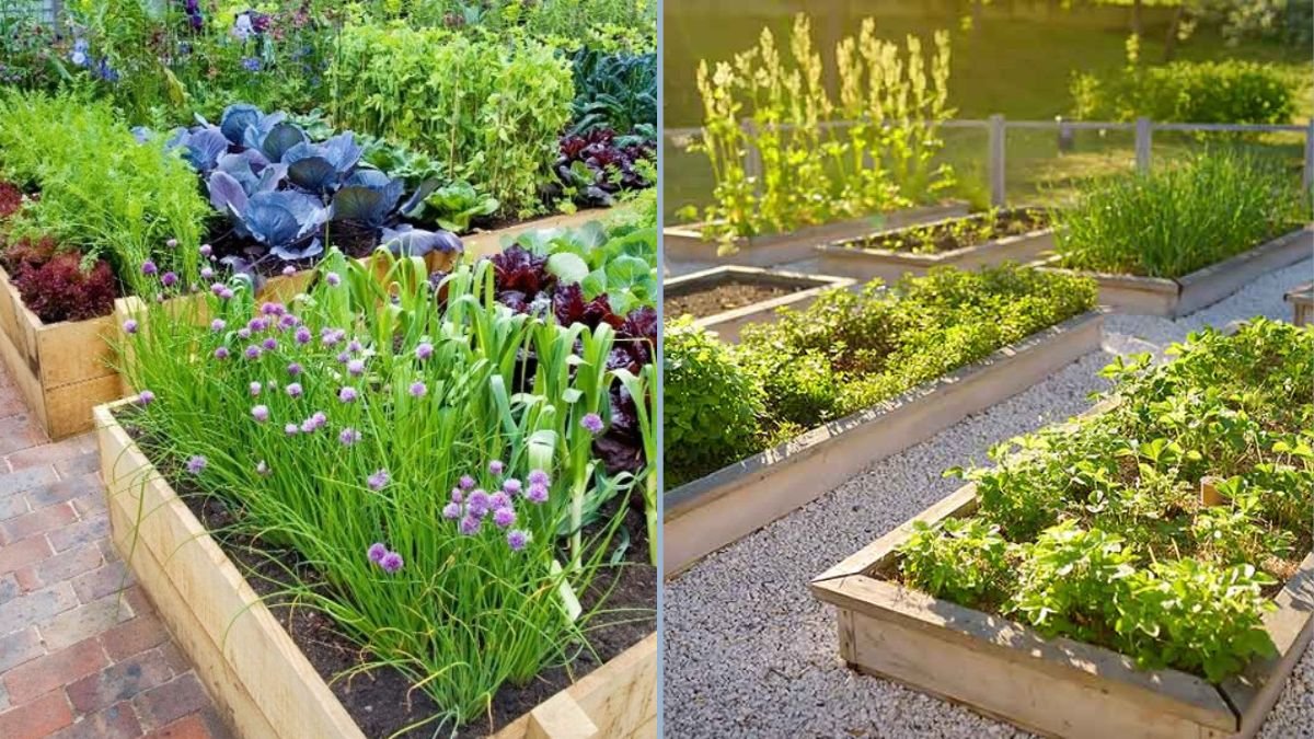 Starting Your Kitchen Garden From Scratch
