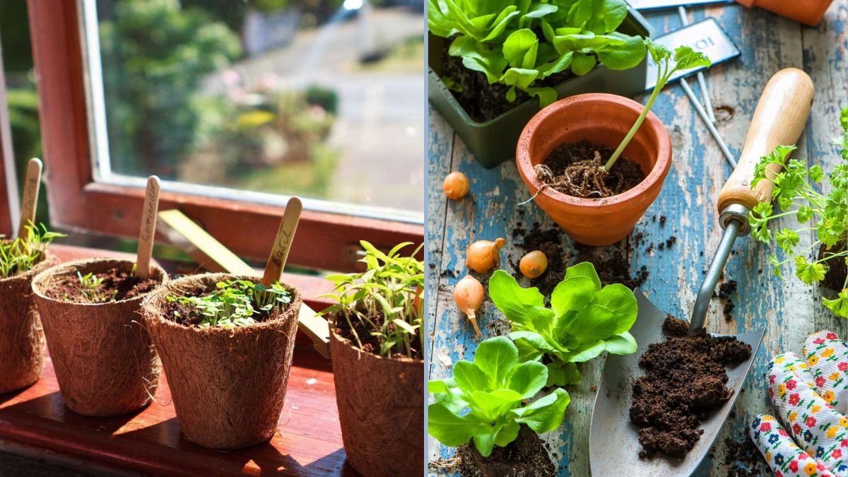 Best Vegetables for Small Indoor Gardens