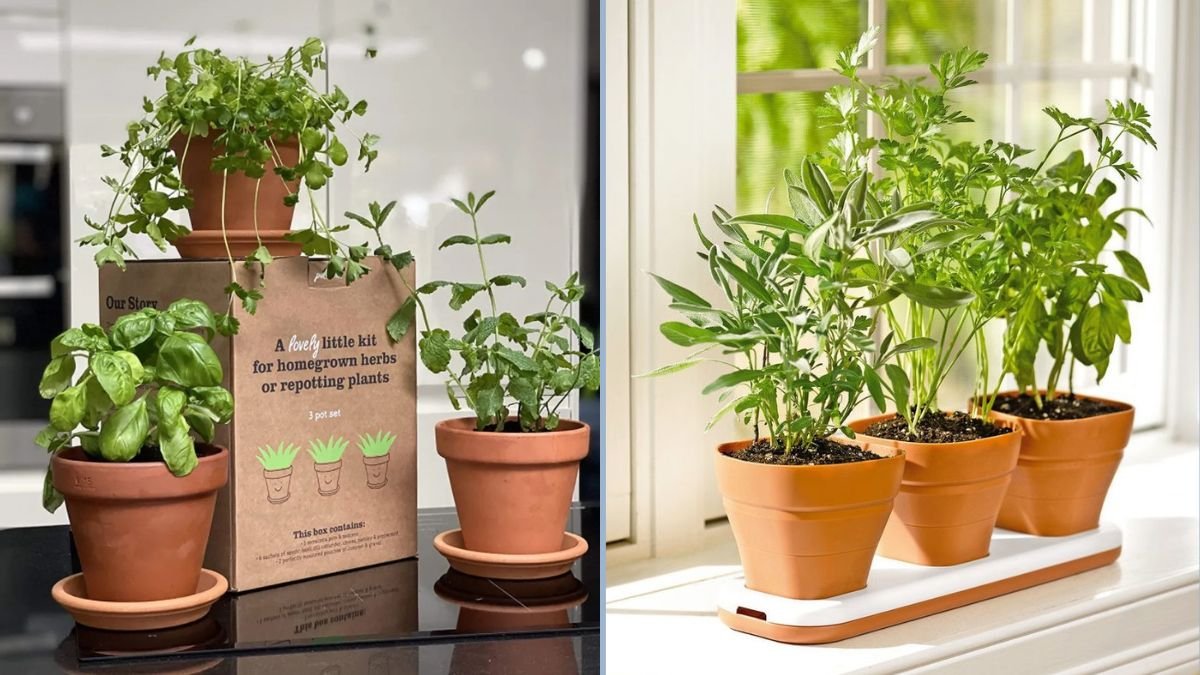 Windowsill Herb Garden for Beginners