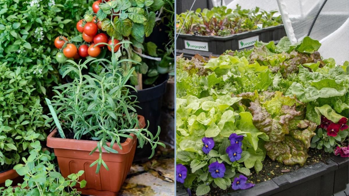 7 Easy Vegetables to Grow in Containers