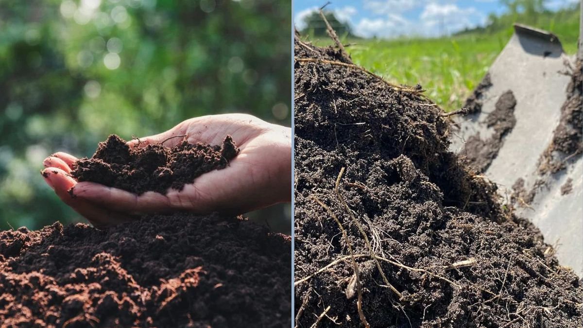 Top Organic Fertilizers for Home Gardening