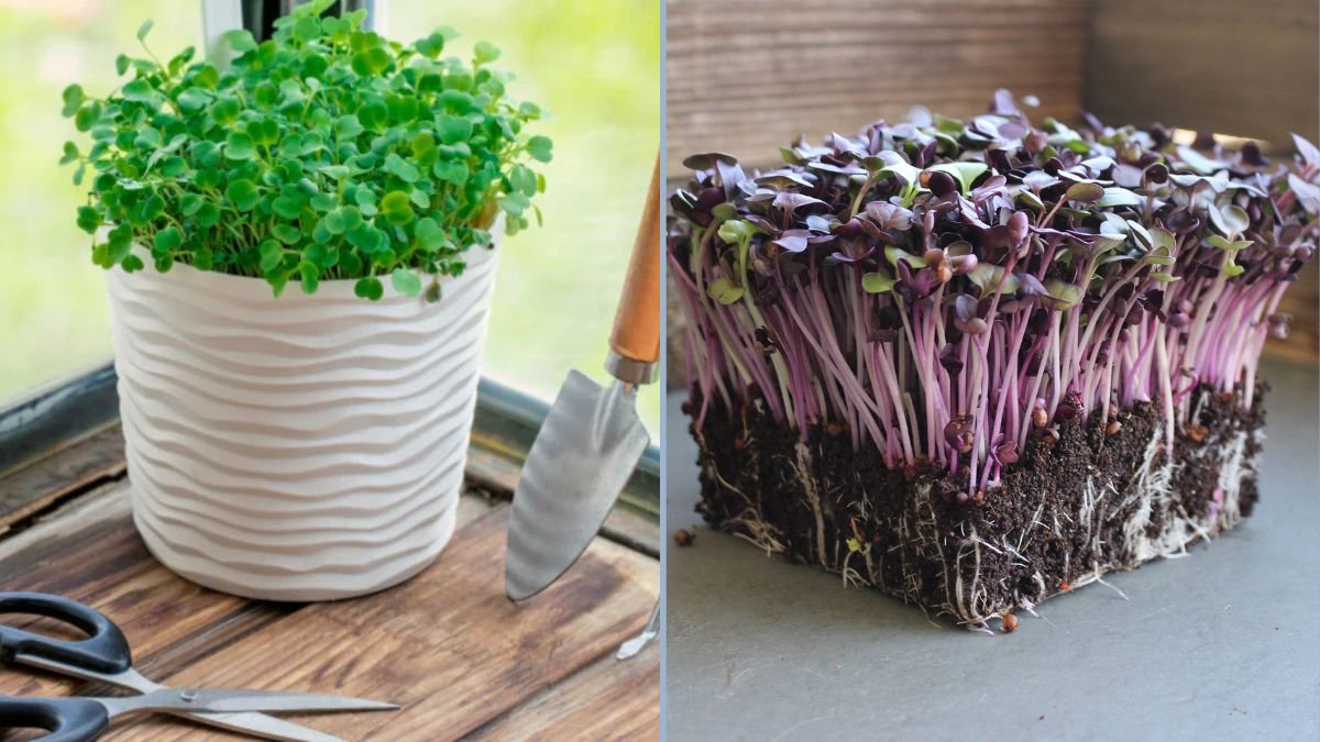 Growing Microgreens Indoors Year-Round