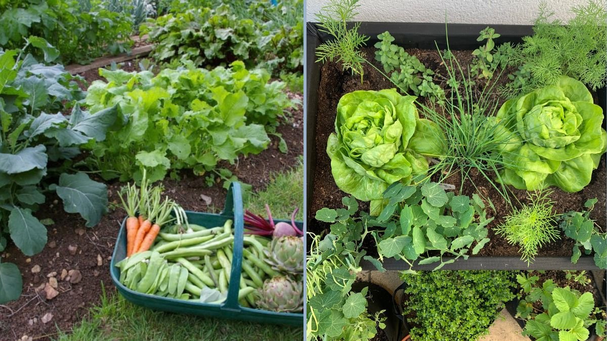 Starting a Kitchen Garden Using Only Seeds