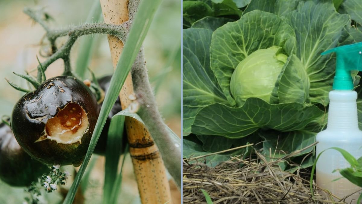 How to Naturally Keep Pests Away from Garden Vegetables