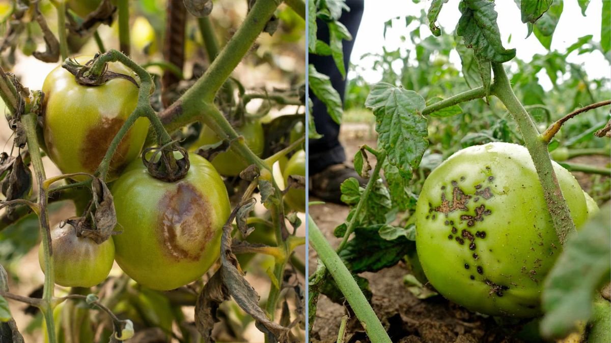 Preventing Tomato Blight Without Chemicals