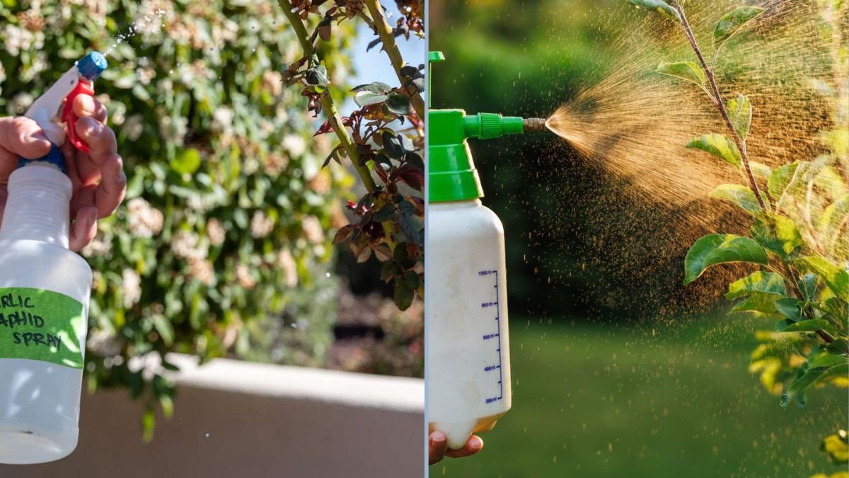 Organic Sprays That Keep Your Garden Healthy