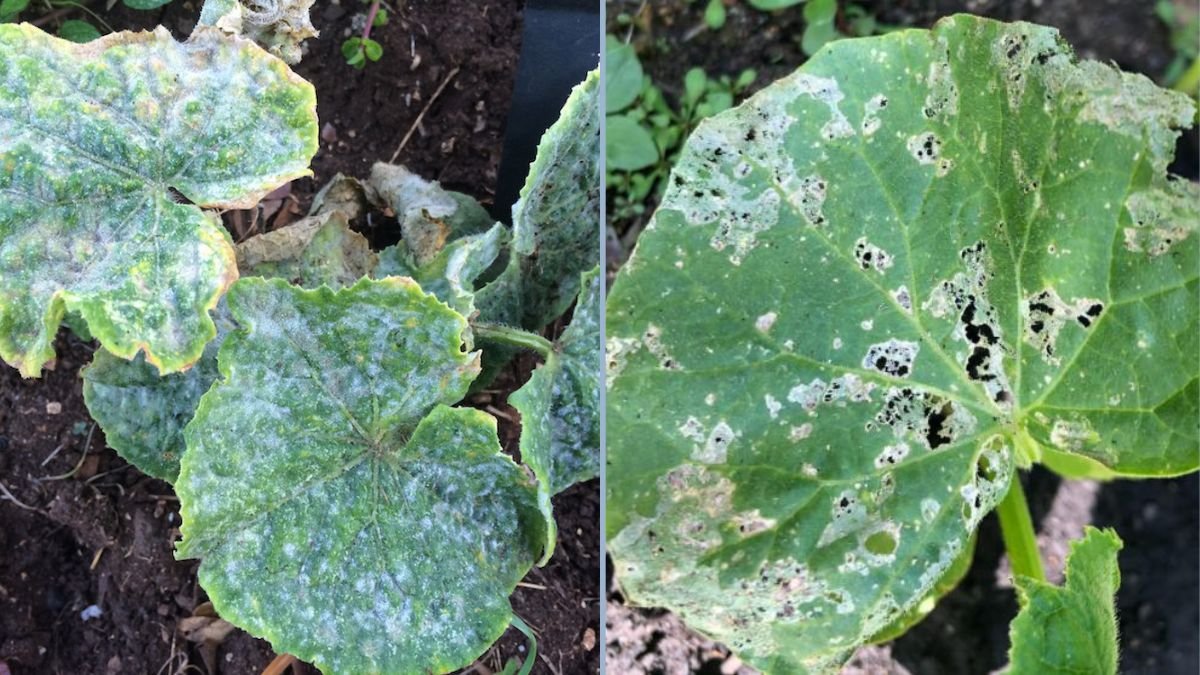 Spotting Powdery Mildew on Cucumbers Early