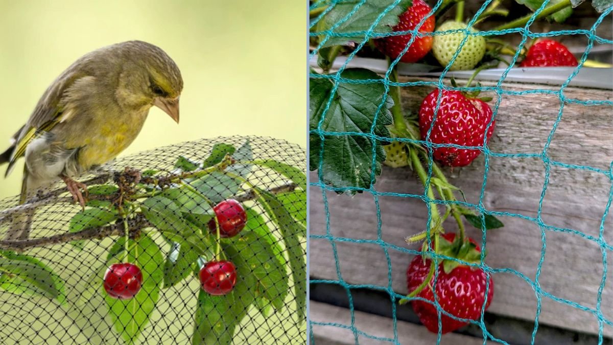 Protecting Fruits From Birds Without Netting