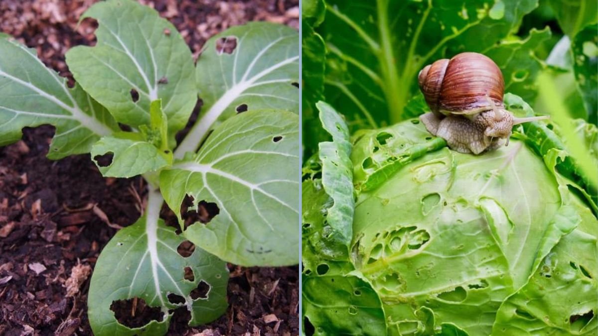 Slug Prevention for Leafy Greens