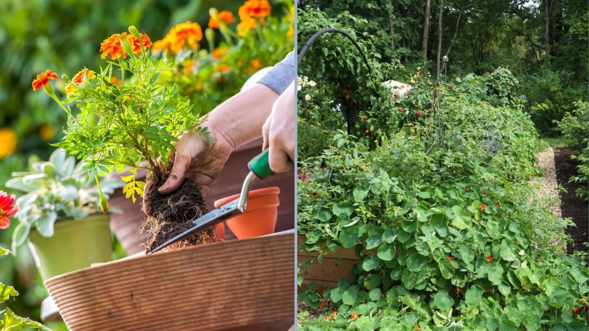 Companion Planting for Natural Pest Control
