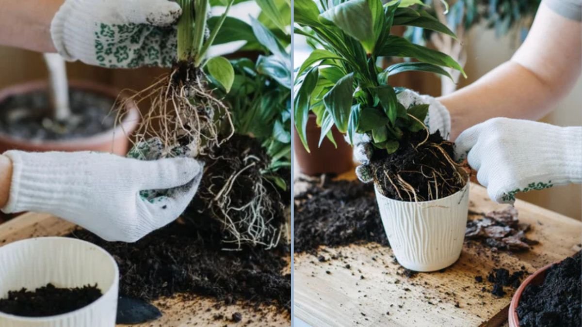 Avoiding Root Rot in Container Gardens