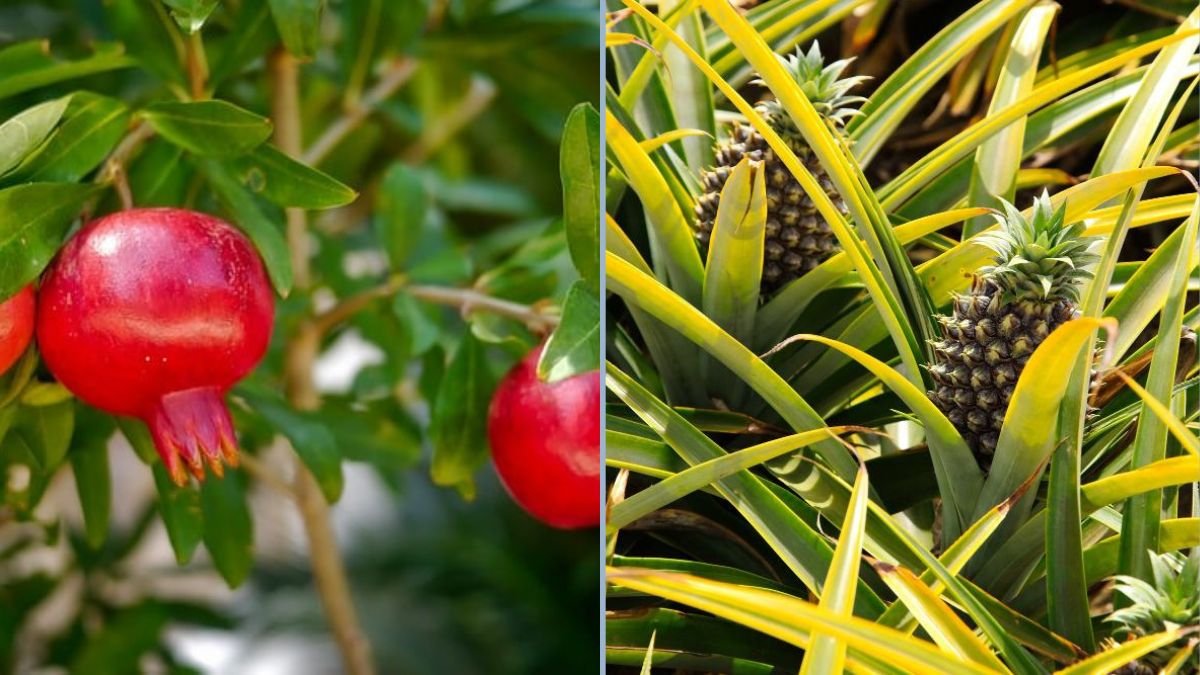 Best Fruits to Plant in Summer Heat