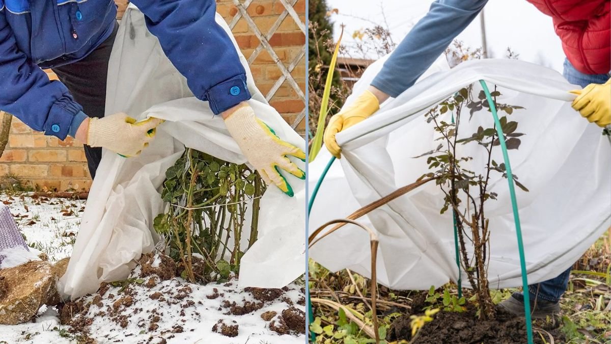 Protecting Your Garden From Winter Frost