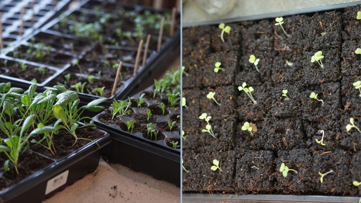Starting Spring Seeds Indoors for Early Harvest