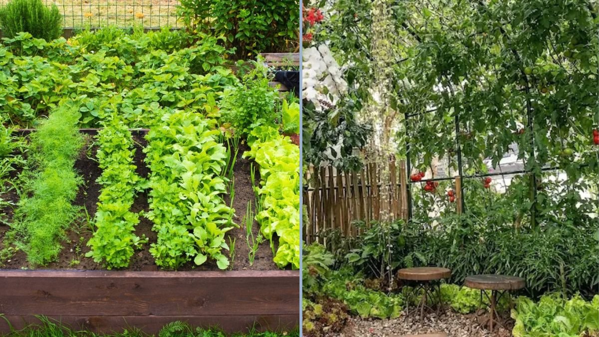 Fall Crops Perfect for Kitchen Gardens