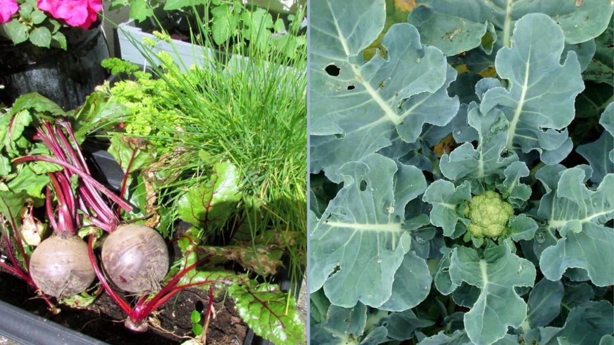 Growing Veggies During Rainy Seasons