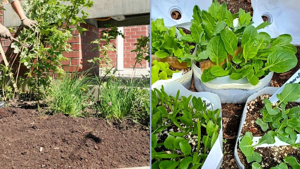 Transitioning Summer Gardens Into Winter Harvests